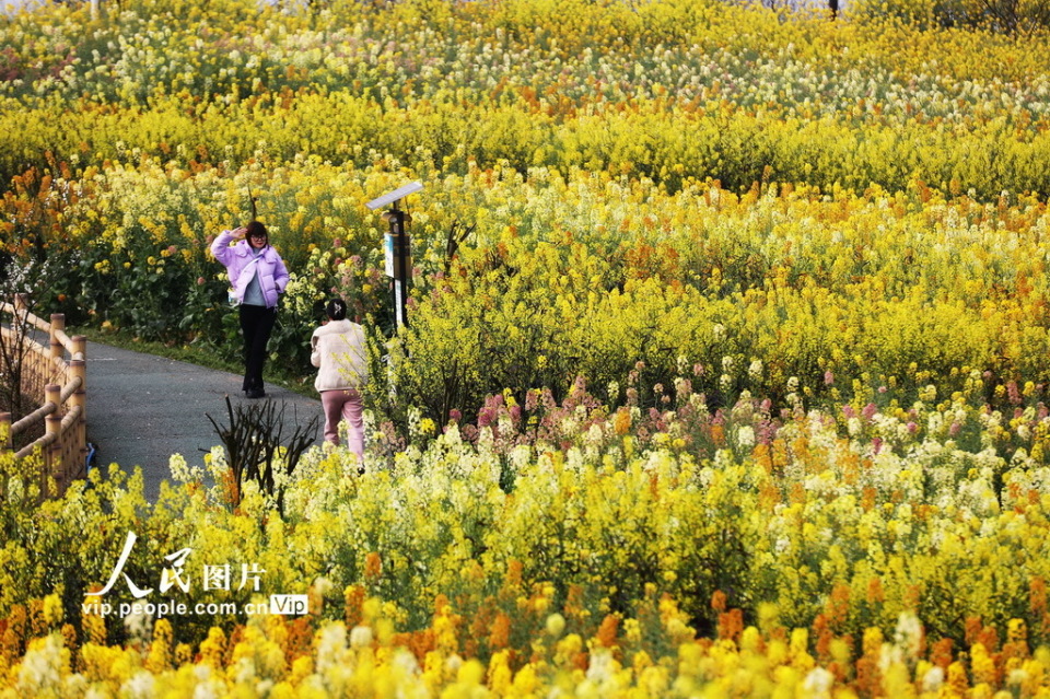 四川宜宾:乐游花海
