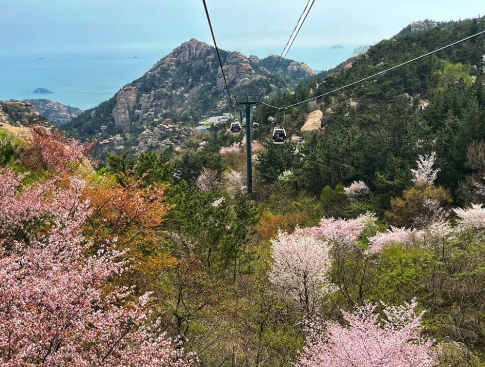 山姜花（山姜花花语?） 第7张