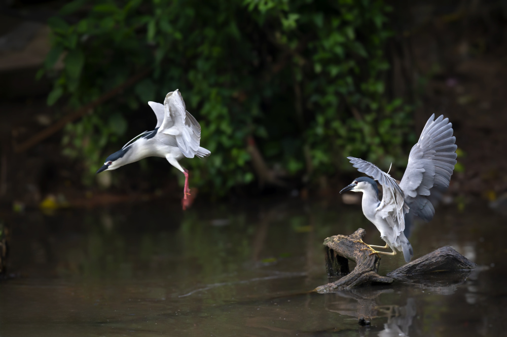 清明一站式观赏动物植物文物广州动物园暖心奉上游园攻略
