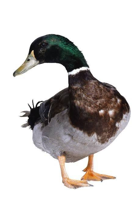 怀景怀乡怀味 | 黔阳酒鸭