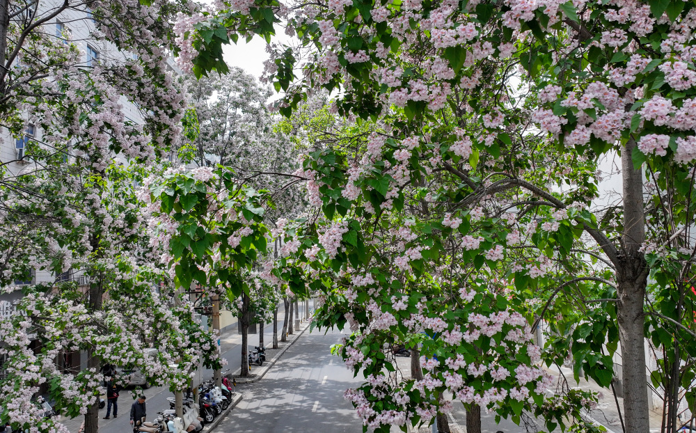 楸树花开时 送你一路繁花_腾讯新闻