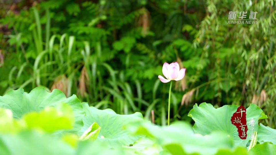 千城百县看中国|福建邵武:夏日荷花醉清池