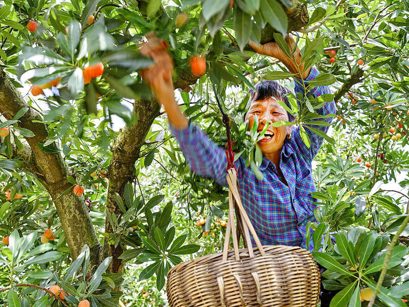 晚潮|二都杨梅-腾讯新闻