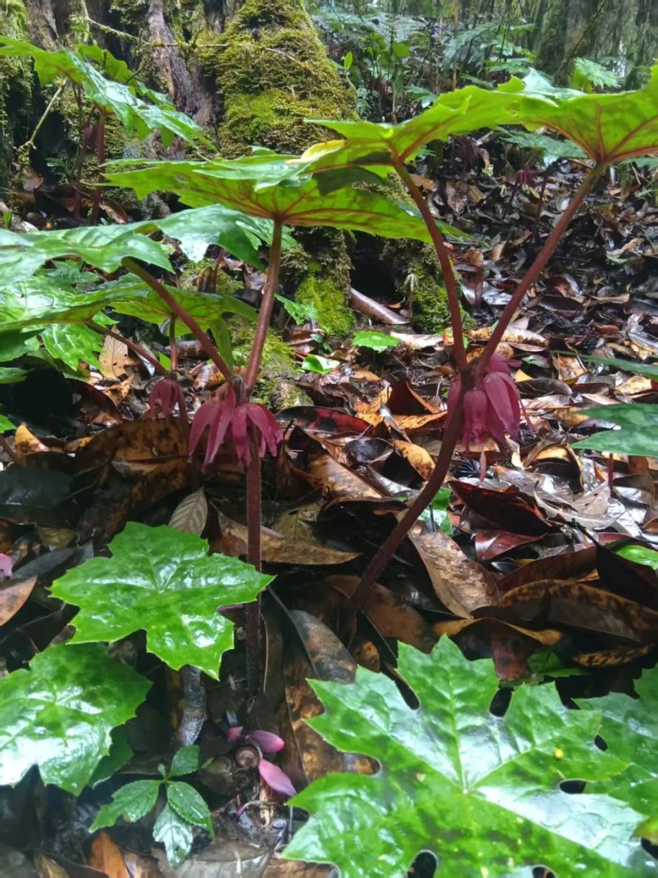 哀牢山发现国家二级重点保护植物川八角莲野生群落