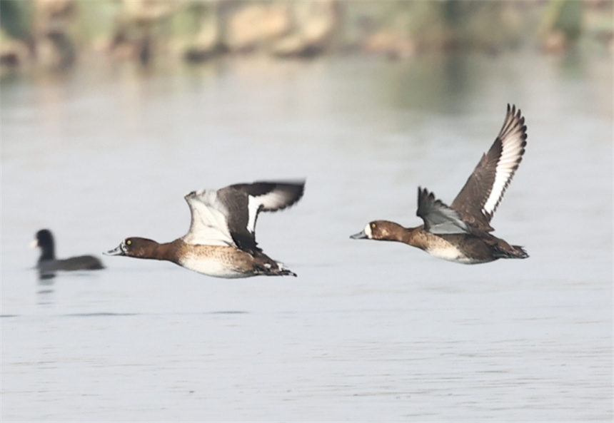 白洋淀野生鸟类记录 3 已增至266种