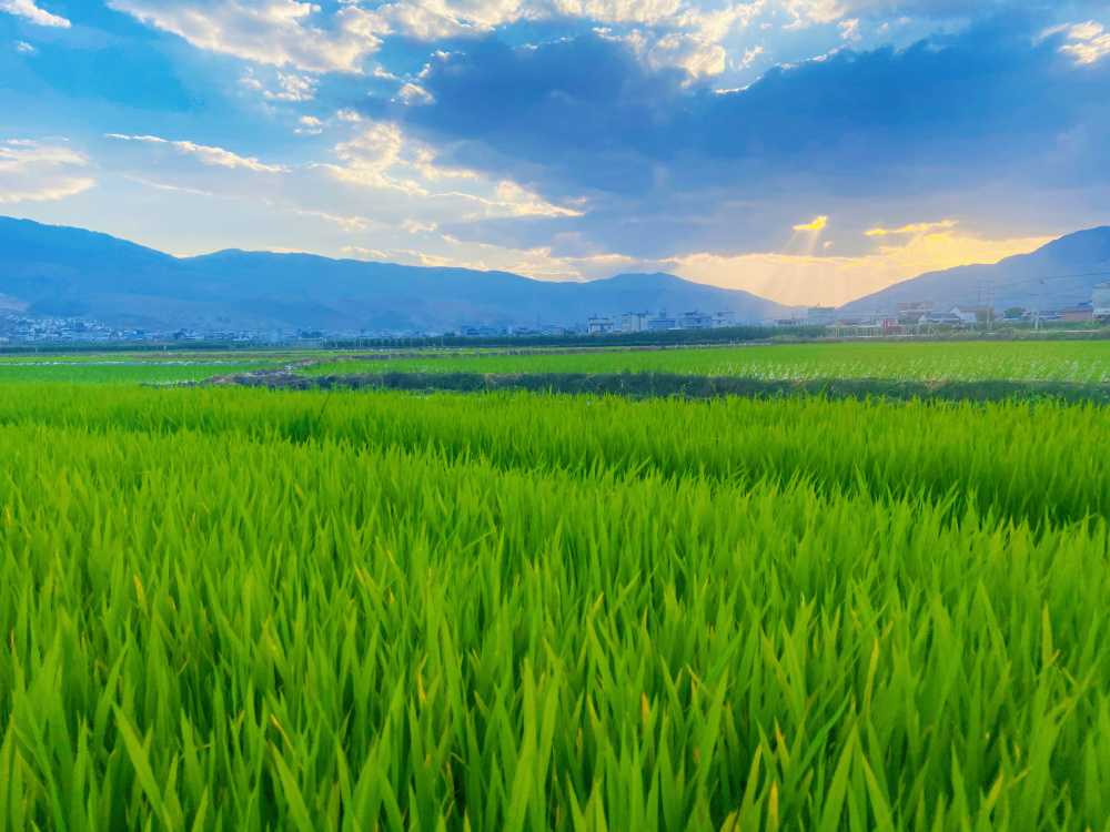 大理宾川:五月躬耕忙 禾苗正青绿