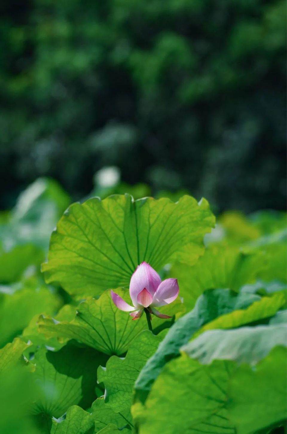 壁纸 花 桌面 960_1451 竖版 竖屏 手机