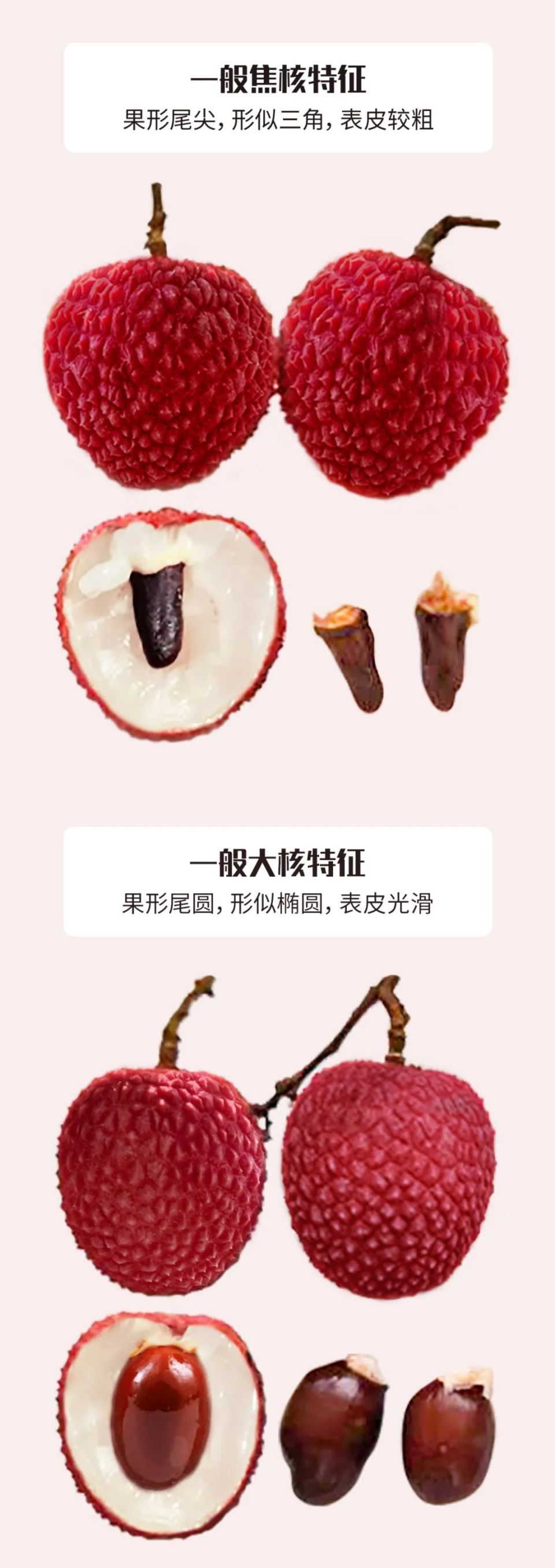 莆田荔枝，千年荔树，千年荔城_腾讯新闻