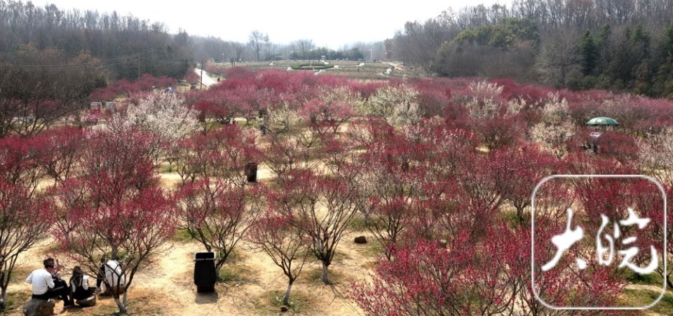 组图丨春景醉人淮南舜耕山梅园进入盛花期