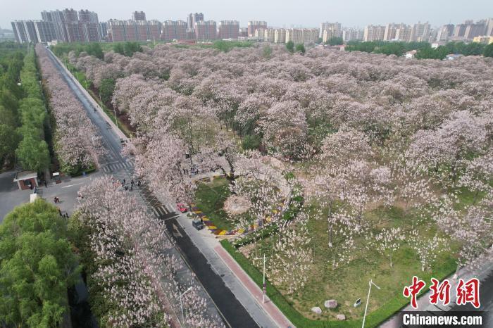 河南兰考：泡桐花开景如画_腾讯新闻