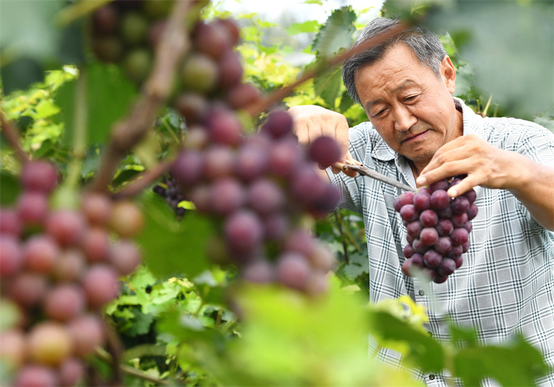 河北晋州:葡萄成熟季 果农采收忙