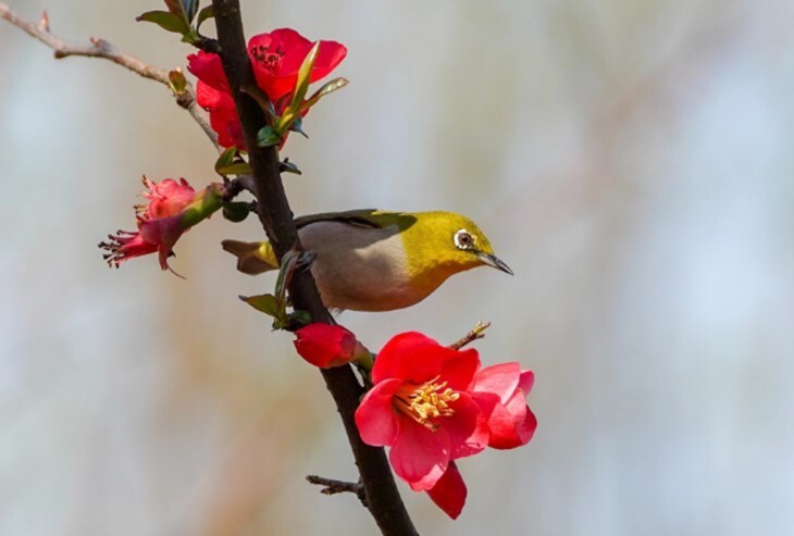 湖南湘潭:吉祥鸟儿俏莲城