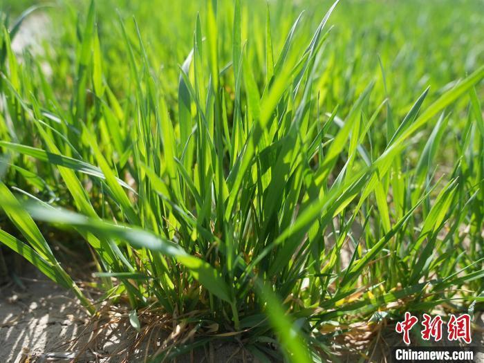 新疆兵团近200万亩冬小麦陆续返青长势良好