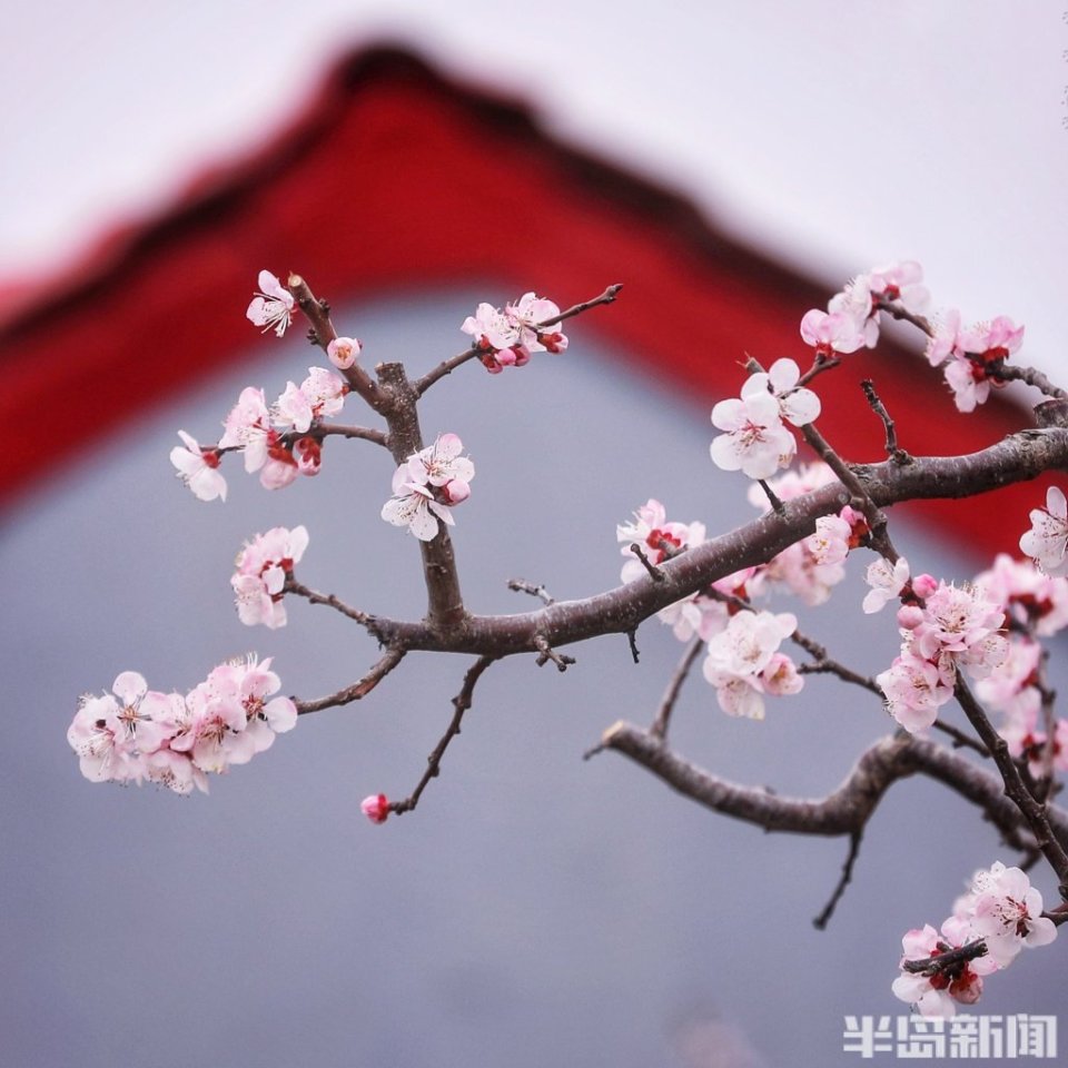 遥看少山杏花村