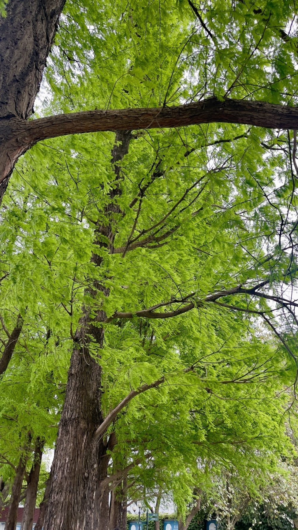 嫩出新高度脱掉网红色的落羽杉也很美