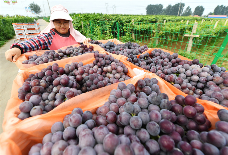 河北晋州:葡萄成熟季 果农采收忙