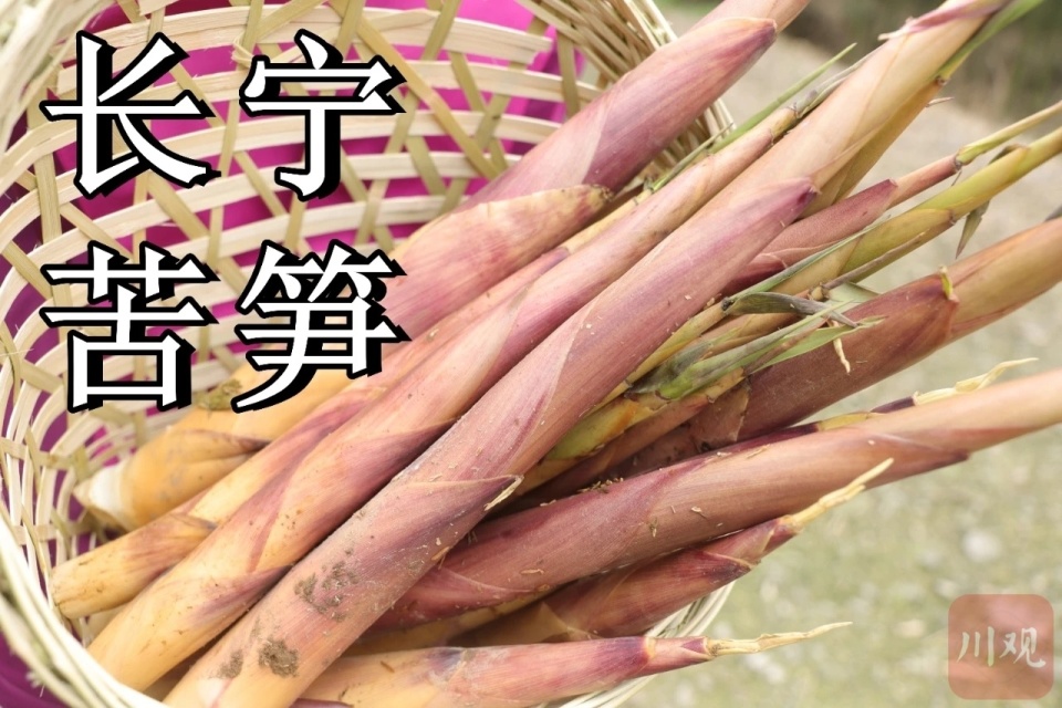 寻味宜宾舌尖上的春天都在这一口长宁苦笋里