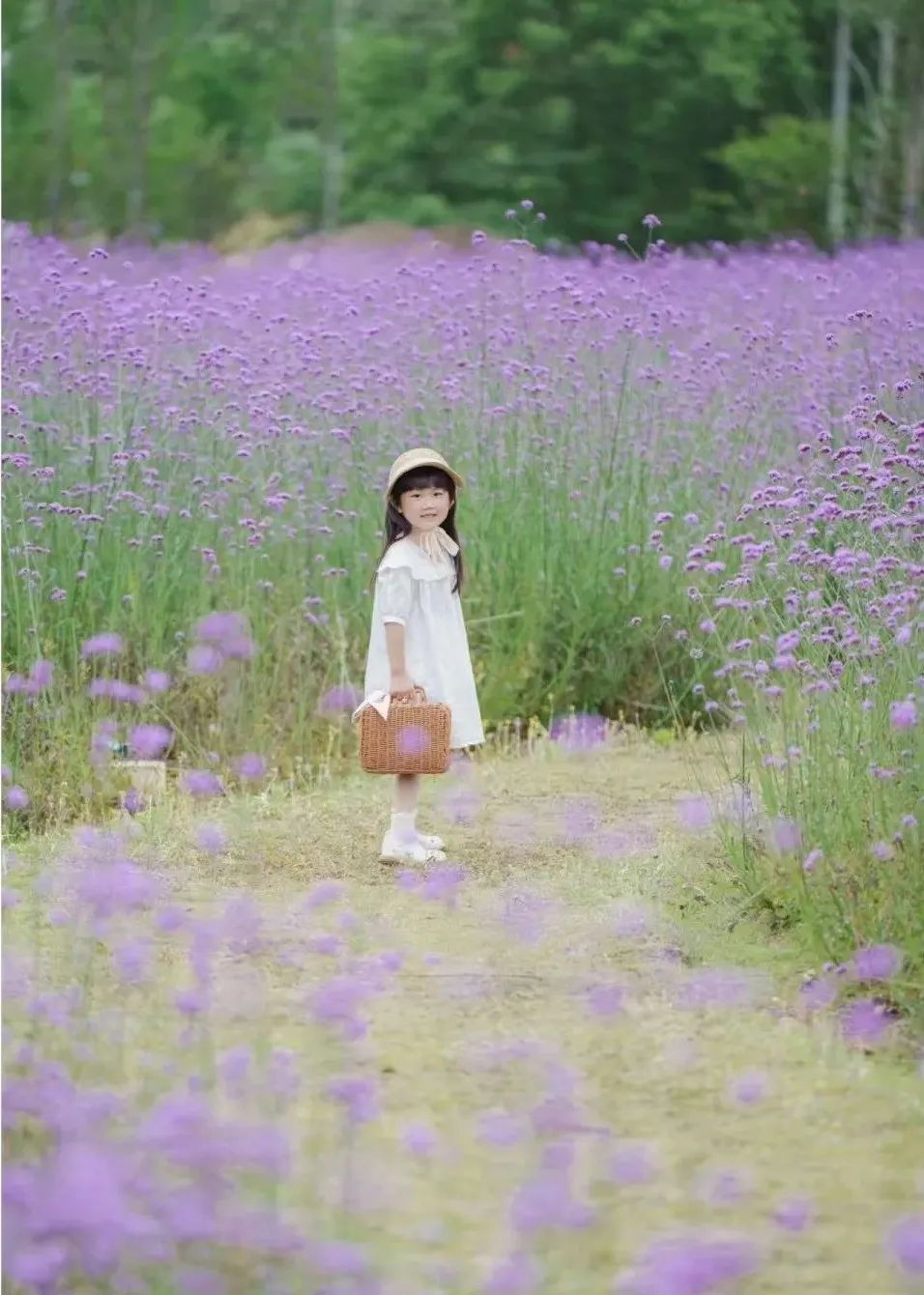 快来解锁马鞭草版"莫奈花园"