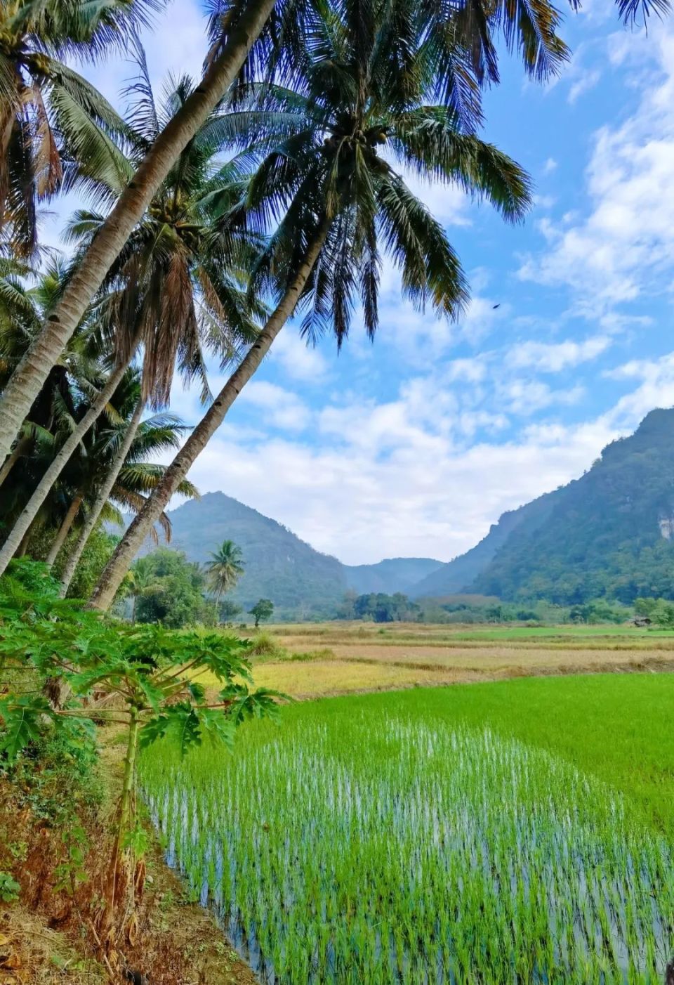 【美丽中国】海南屋脊五指山‖杨明强