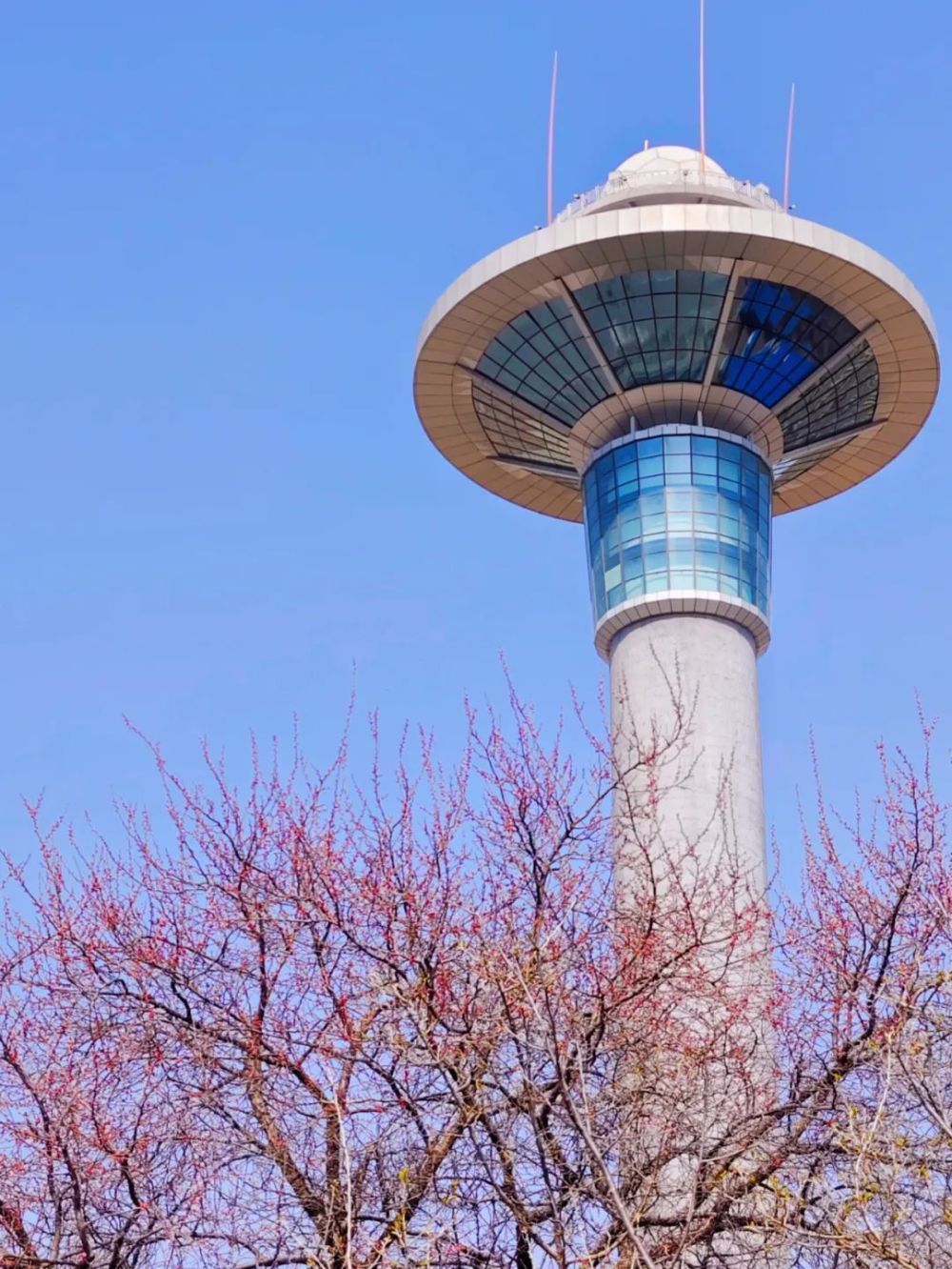 吉林市新八景桃源春晓春来早市区这座山桃花开满坡