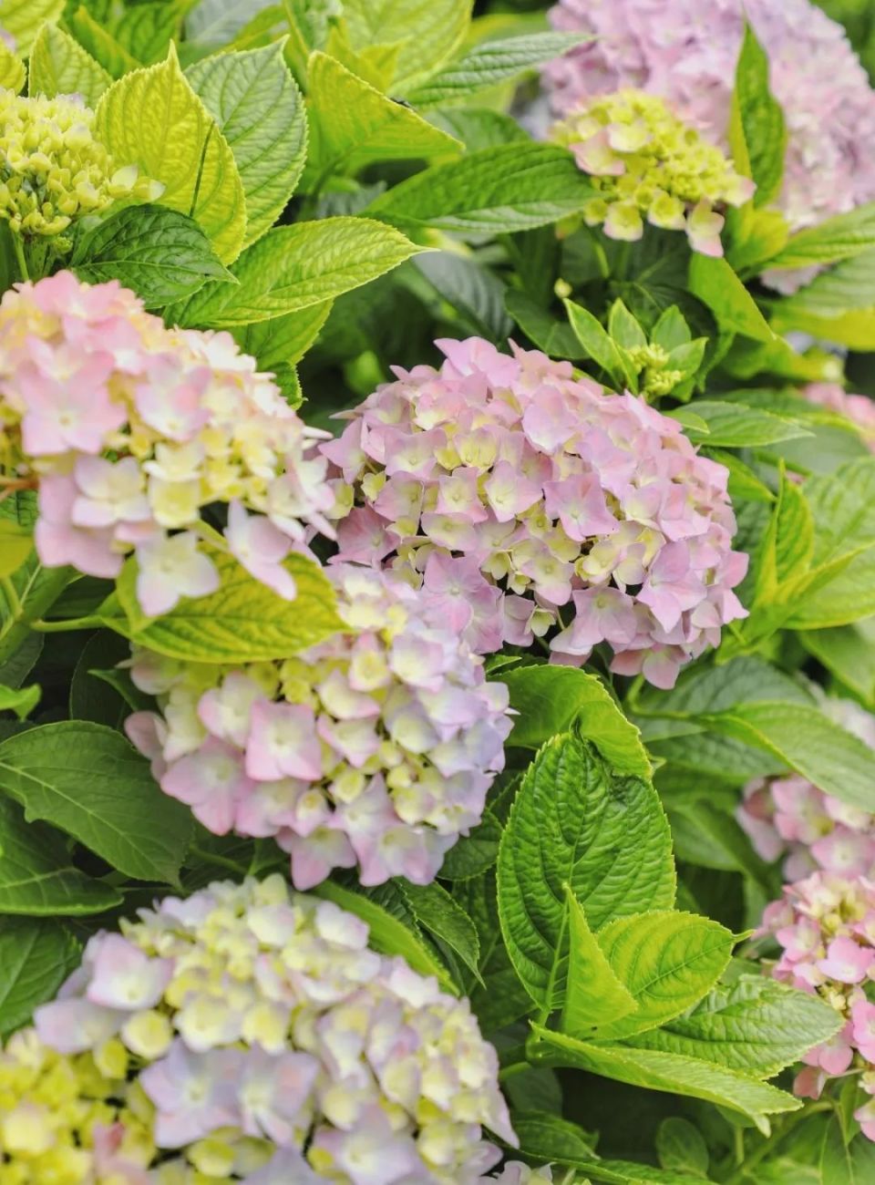 绣球花开,这里是夏天开始的地方!