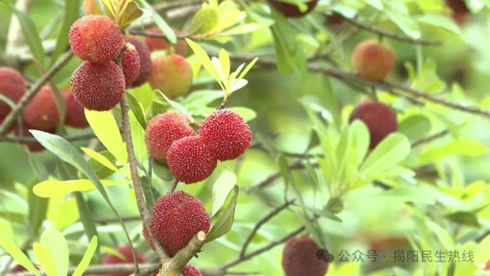 一起去摘"洞仔杨梅"!