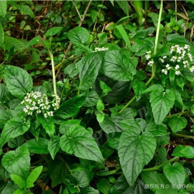 蜘蛛香,别名马蹄香,土细辛,心叶缬草,养心莲,养血莲,臭药,乌参,猫儿屎