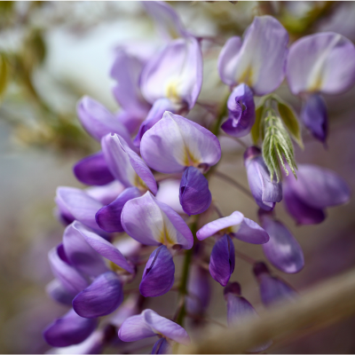 春游江淮 | 紫藤花开!感受紫色的春天~_腾讯新闻