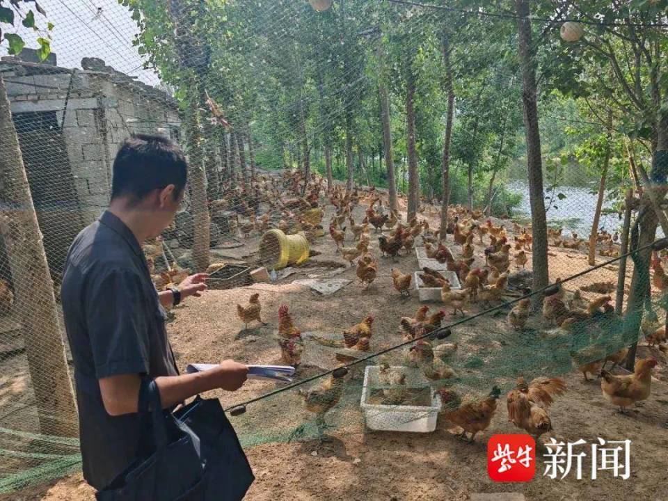 小标的大民生|让养鸡场继续经营还债,法官"活查封"1000只鸡