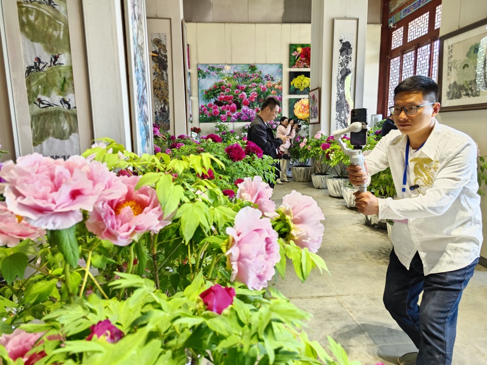 花开盛世2024中国牡丹之都菏泽全国牡丹赛花会开幕全国900余件牡丹