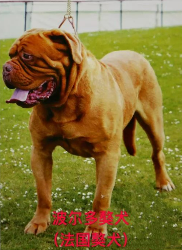 看图！北京城六区禁养这些烈犬、大型犬，养狗要注意这10个问题_腾讯新闻