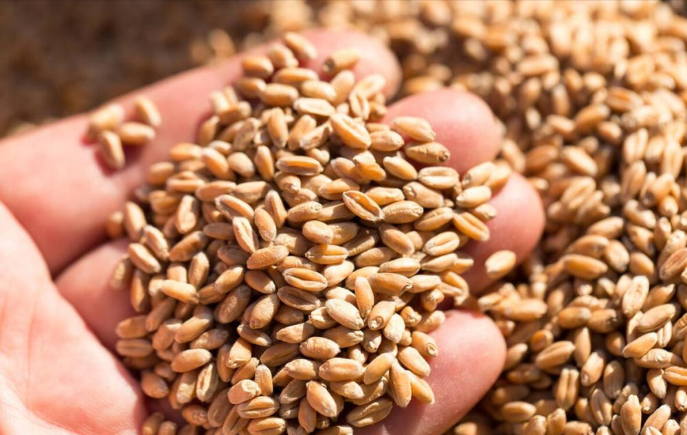 2月4日猪价"3连降",玉米,小麦涨跌停滞!