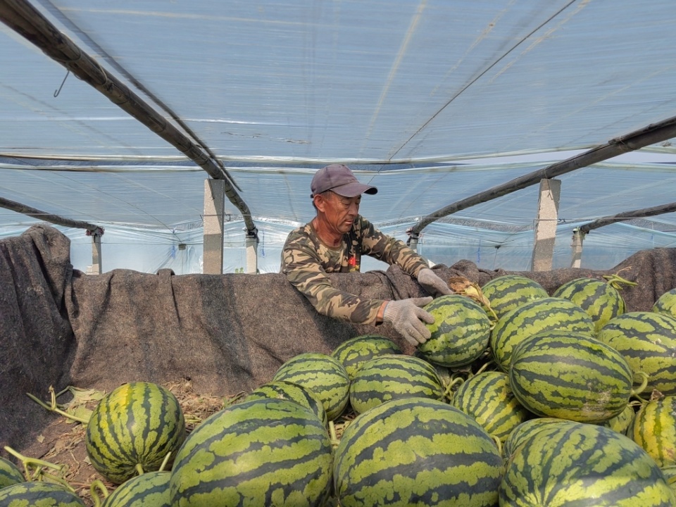 亩产过万斤,地头收购价5毛/斤左右,平度明村西瓜大丰收