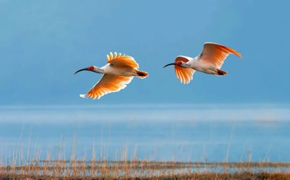 生态汉中·鹮美天下 | 人与自然和谐共处 "东方宝石"振翅再舞_腾讯