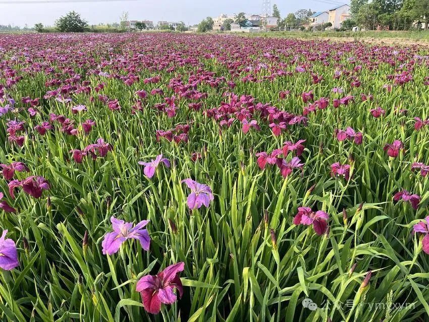 百态的睡莲绚丽多姿的各色鸢尾花在下辛店镇梦南花海3a景区芳菲五月