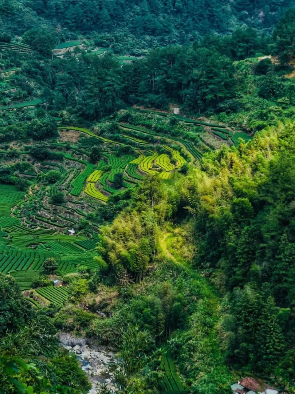 最接近"避世"两字的地方,超级低调的浙江小山城,坐拥云海梯田绝美风光