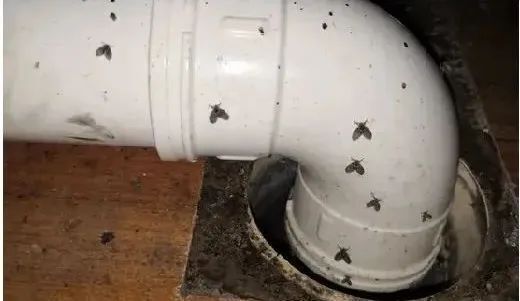 梅雨时节卫生间小黑虫作祟！8岁女童口吐活虫一月有余，元凶竟是
