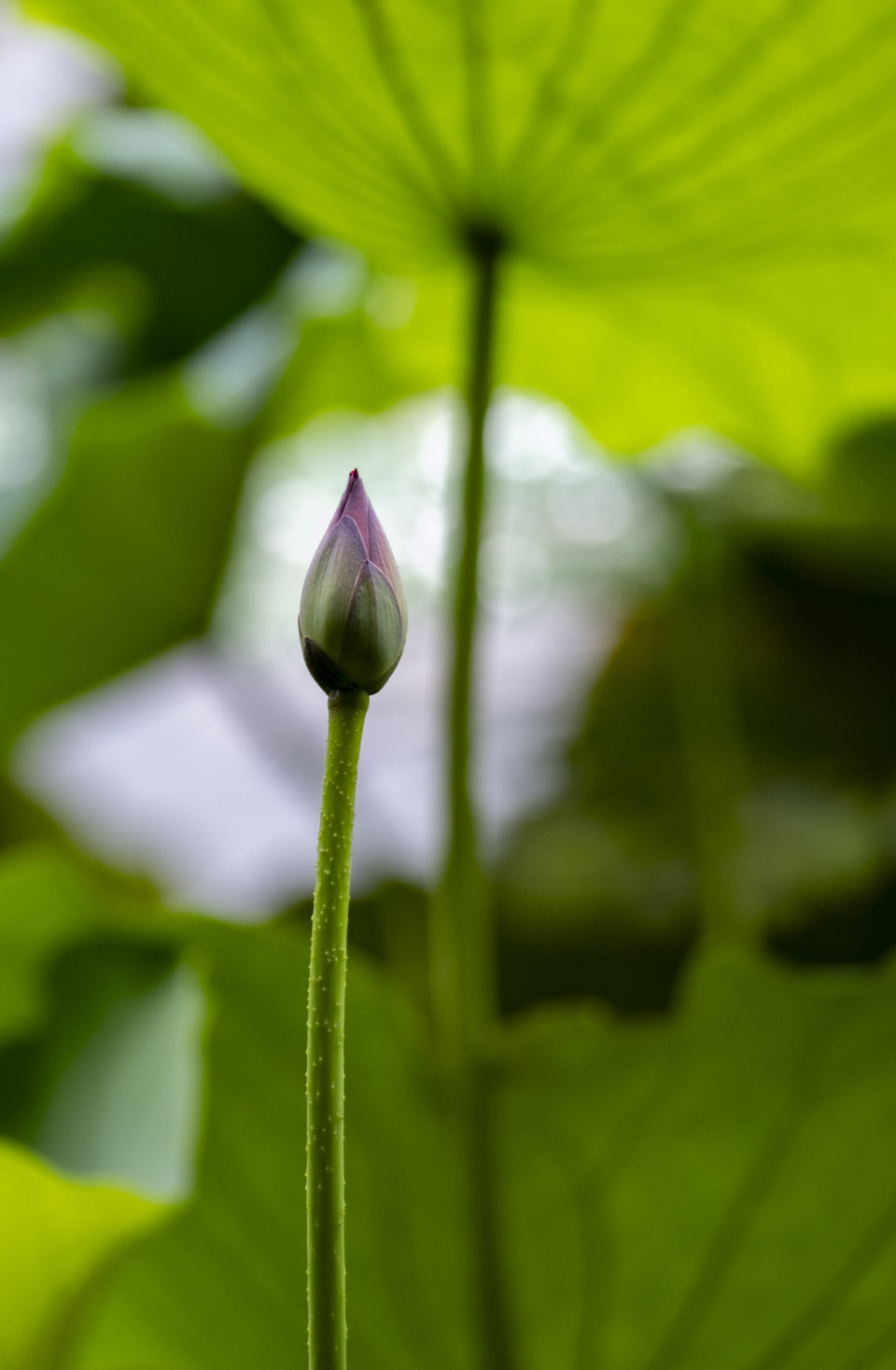 雨中荷花图片图片