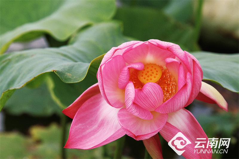 【高清组图】大观公园:夏日荷花初绽放