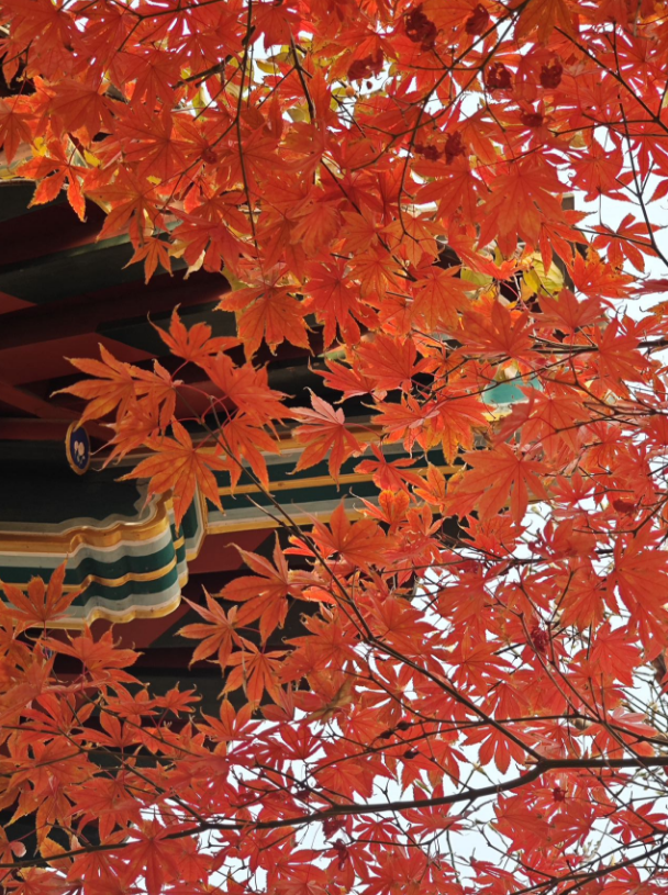 初冬时节,来明城墙遗址公园赏红枫