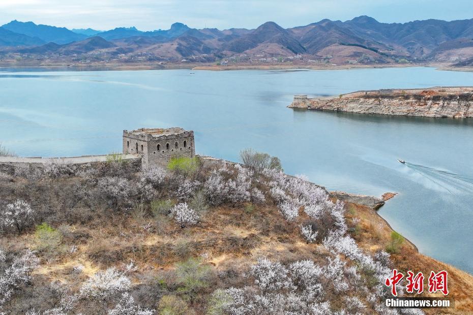 河北宽城水下长城两侧杏花盛开