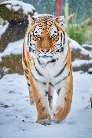 26岁俄罗斯女子到树林里如厕,差点被老虎咬死,却可能被罚18万