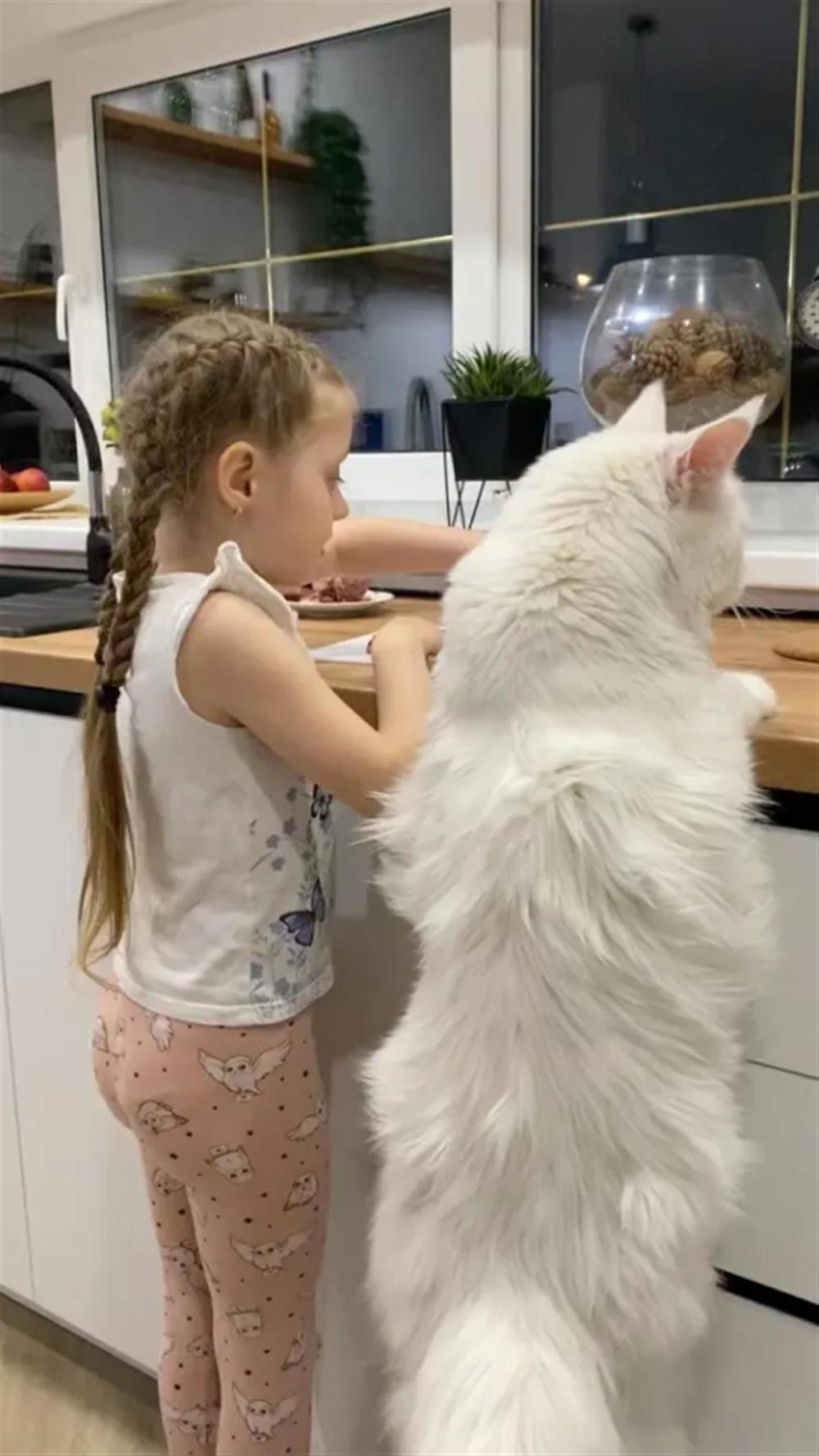 猫排行_行情_东方财富网