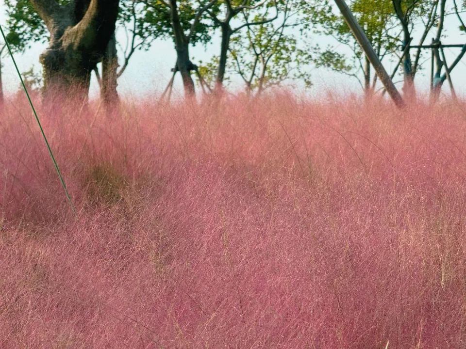 盱眙粉黛花海图片