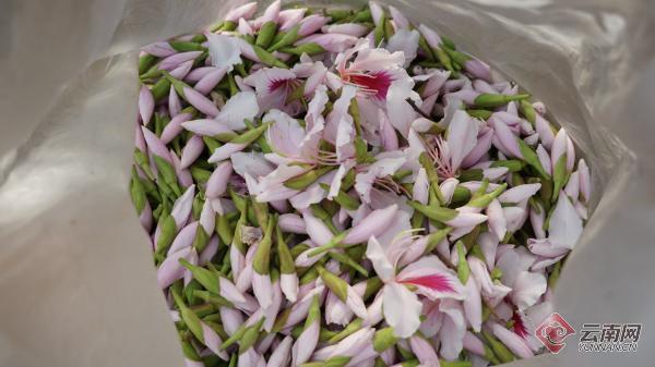 云南开远:玉荷花开日子甜_腾讯新闻