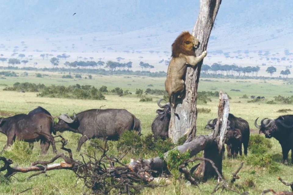 动物凶猛,不可貌相