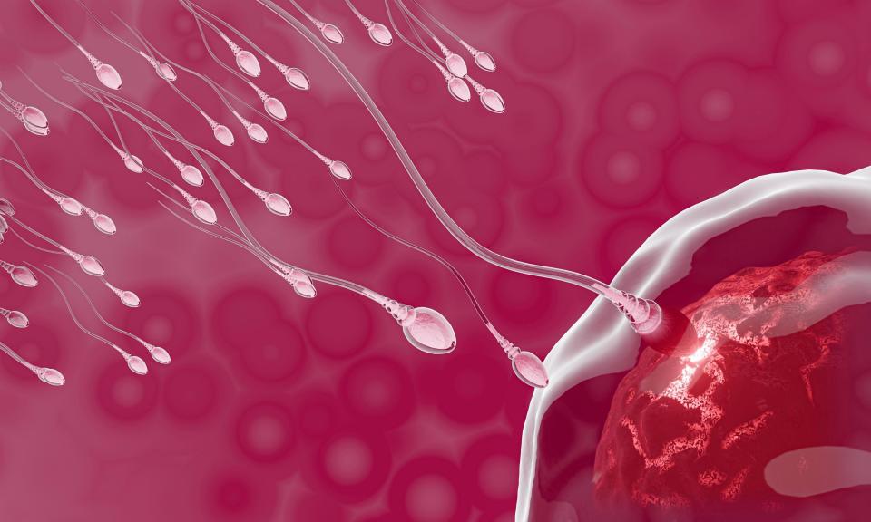 为什么大猩猩身材魁梧,丁丁2.8厘米就够用?独享伴侣完全没压力