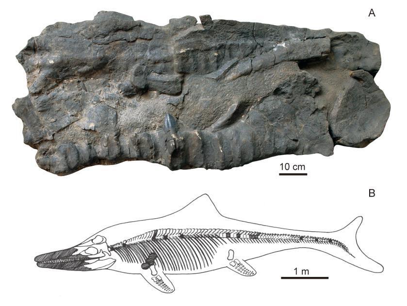时隔半个多世纪,喜马拉雅鱼龙化石再现真容
