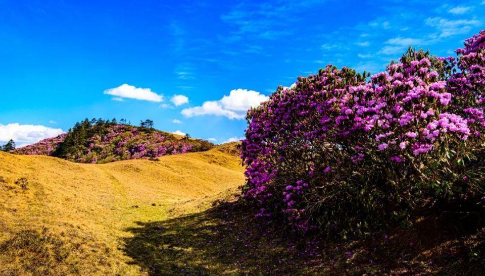 走进大姚小百草岭,赏多彩梦幻的杜鹃花海_腾讯新闻