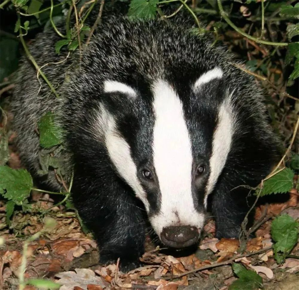 狗獾是夜行性动物,脑袋上面还有三条明显的白色纵纹